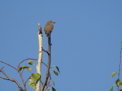 Ficedula hypoleuca
