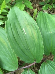 Maianthemum racemosum