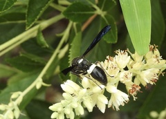 Monobia quadridens