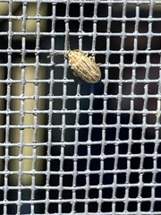 Ophraella communa