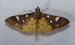 Cotachena