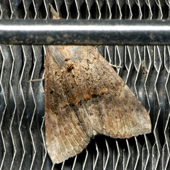 Hypena
