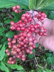 Maianthemum racemosum