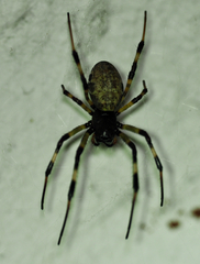 Nephilengys malabarensis