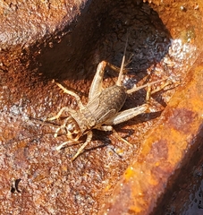 Velarifictorus micado