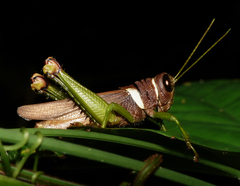 Eritrichius modiglianii