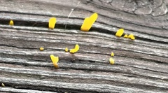 Dacrymyces spathularia