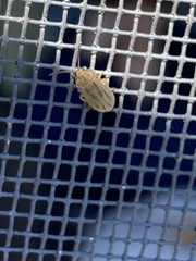 Ophraella communa