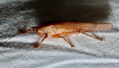Tettigonioidea