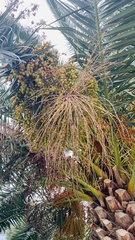 Phoenix loureiroi