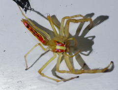 Viciria pavesii