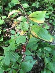 Maianthemum racemosum