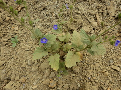 Phacelia viscida viscida