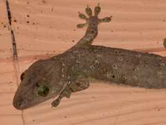 Gekko smithii