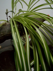 Angiospermae