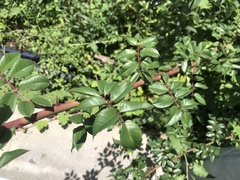 Rosa transmorrisonensis