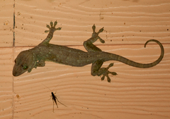 Gekko smithii