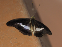 Eulaceura osteria