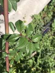 Rosa transmorrisonensis