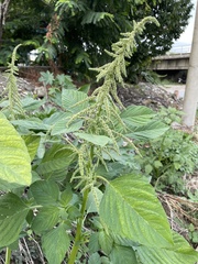 Amaranthus viridis