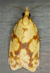 Sparganothis sulfureana