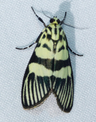 Heortia vitessoides