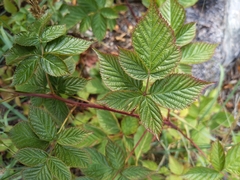 Rubus fruticosus