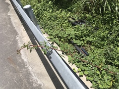 Rosa transmorrisonensis