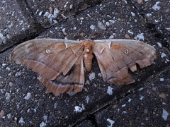 Antheraea polyphemus
