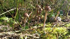 Panaeolus papilionaceus