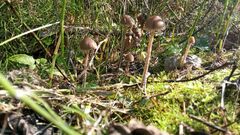 Panaeolus papilionaceus