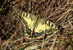 Papilio machaon