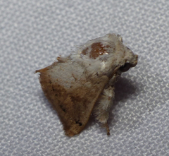 Limacodidae