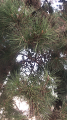 Pinus