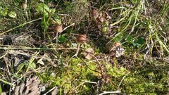Panaeolus papilionaceus