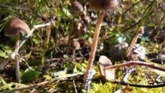 Panaeolus papilionaceus