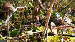 Panaeolus papilionaceus