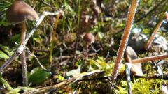 Panaeolus papilionaceus