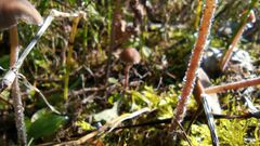 Panaeolus papilionaceus