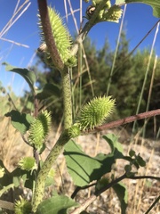 Xanthium