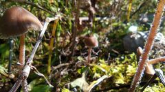 Panaeolus papilionaceus