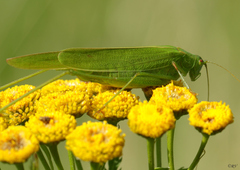 Phaneroptera falcata
