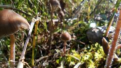 Panaeolus papilionaceus