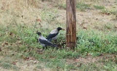 Corvus cornix