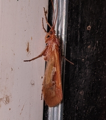 Limnephilus
