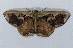 Zythos turbata