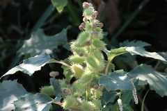Xanthium strumarium