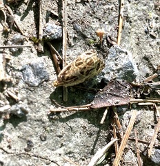 Olethreutes furfuranum