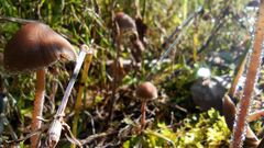 Panaeolus papilionaceus