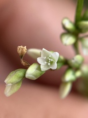 Persicaria punctata
